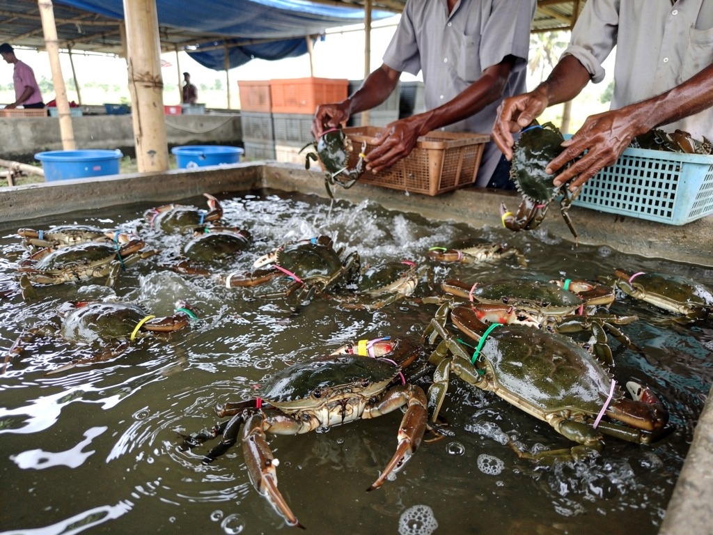 Mud crab sorting and grading for export