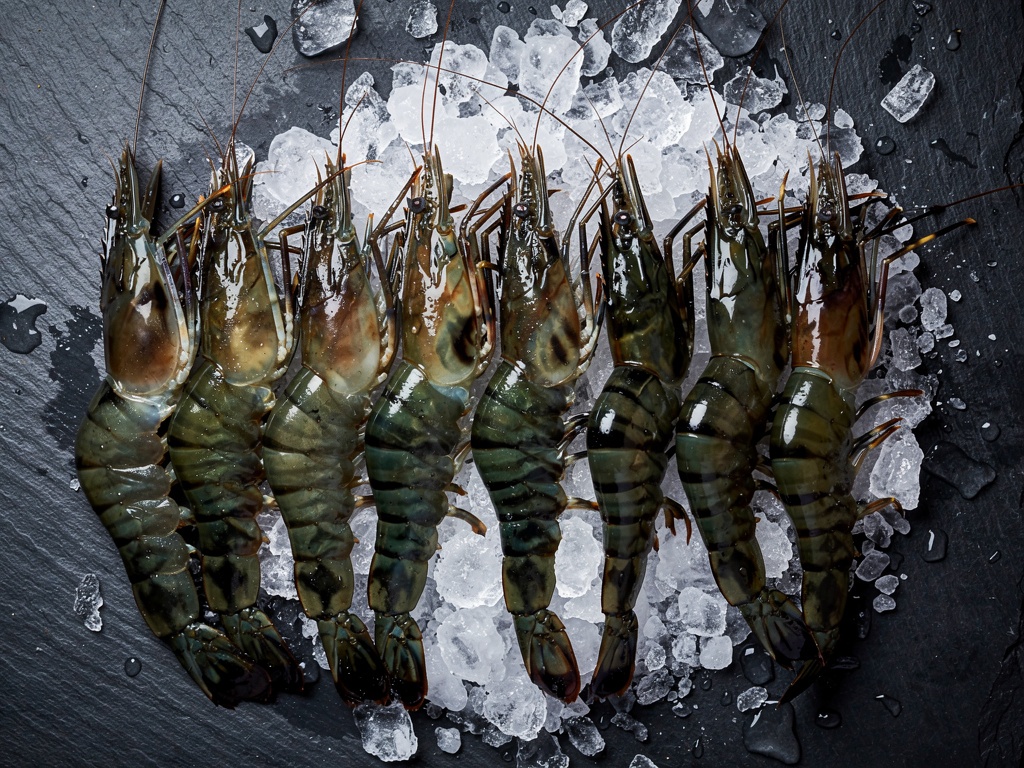 Fresh tiger shrimp on ice seafood export quality